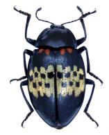 Prepopharus americanus Voet,  1778