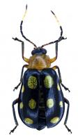 Diabrotica sp7