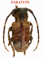 Estola griseoapicalis Roguet, 2024 PARATYPE