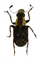 Antrhibinae Gen sp24