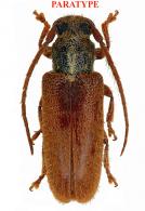 Anobrium bicolor Botero & Santos-Silva, 2022  PARATYPE