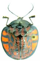 Discomorpha variegata (Linné, 1758)