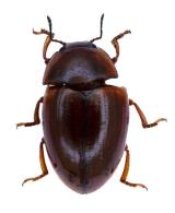 Erotylidae Gen sp 56