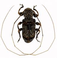 Macronemus sp. G503