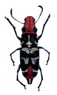 Systaltocerus platyrhinus  Labram & Imhoff, 1840