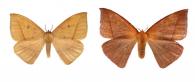 Ancistrota plagia Hübner, 1819 ♂ & ♀