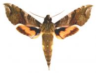 Xylophanes pluto  (Fabicius, 1777)