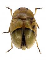 Iphiclus (Habrodactylus) discus (Lacordaire, 1842)