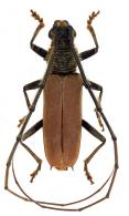 Juiaparus lasiocerus  (Gahan, 1892)
