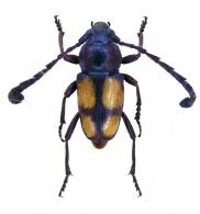 Lissonotus cruciatus   Dupont, 1836 