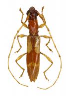 Neoibidionini Gen sp G510