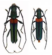 Mimoeme pseudamerica Touroult, Dalens & Tavakilian, 2010 ♂ & ♀