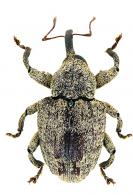 Curculionidae Gen sp113