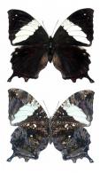 Hypna clytemnestra clytemnestra  (Cramer, 1777)
