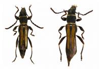 Odontocera simplex White, 1855 ♂ & ♀
