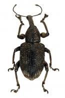 Curculionidae Gen sp124