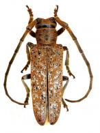 Hoplistonychus bondari  Melzer, 1930