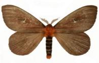 Cerodirphia speciosa  (Cramer, 1777)