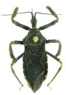 Apiomerus sp1
