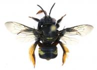 Epicharis sp1