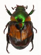 Exanticheira rigouti   Soula, 1998