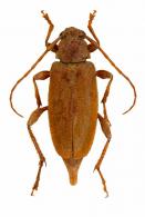 Tenthras obliteratus  Thomson, 1864