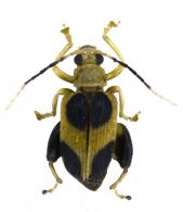 Allochroma lunatum  Clark,1860