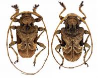 Lagocheirus araneiformis araneiformis  (Linné, 1767)  ♂ & ♀