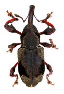 Byzes grammicus (Pascoe, 1881)