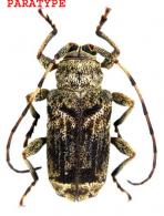 Xenofrea tavakiliani Dalens, touroult & Giuglaris, 2009 PARATYPE