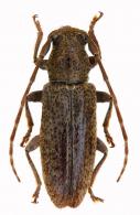 Estoloides (Estoloides) annulicornis  Breuning, 1940