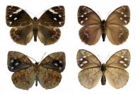 Dynastor darius anaxarete  (Cramer, 1776)  ♂ & ♀