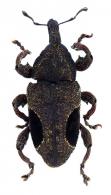 Hilipinus moraguesi   Rheinheimer, 2010