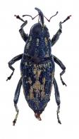 Conoderinae Gen sp31