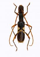 Gnomidolon conjugatum  (White, 1855)