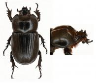 Homophileurus quadrituberculatus  (Beauvois,1805)