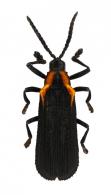 Xenochalepus humerosus Uhmann, 1955