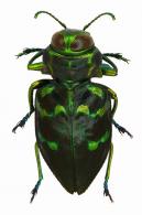 Actenodes nigroviridis ()