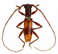 Minibidion argenteum  Martins & Napp, 1986