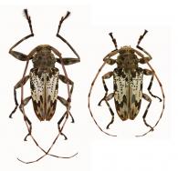 Oreodera basiradiata  Tippemann, 1960  ♂ & ♀