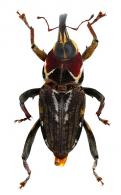 Zygops rubricollis Guérin, 1833
