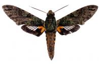 Cocytius duponchel (Poey, 1832)