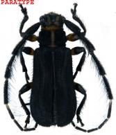 Trichomauesia touroulti Dalens, Giuglaris & Tavakilian, 2010   PARATYPE   