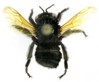 Centris clypeata  Lepelletier, 1841