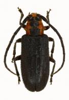 Calliini Gen sp G378