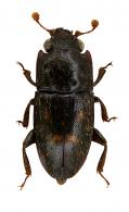 Colydiini Gen sp1