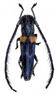 Eulachnesia humeralis  (Fabricius, 1801)