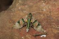 Eumorpha capronnieri