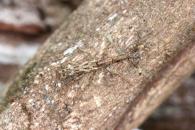 Ulocerus sp.