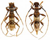 Compsibidion charile  (Bates, 1870) ♂ & ♀